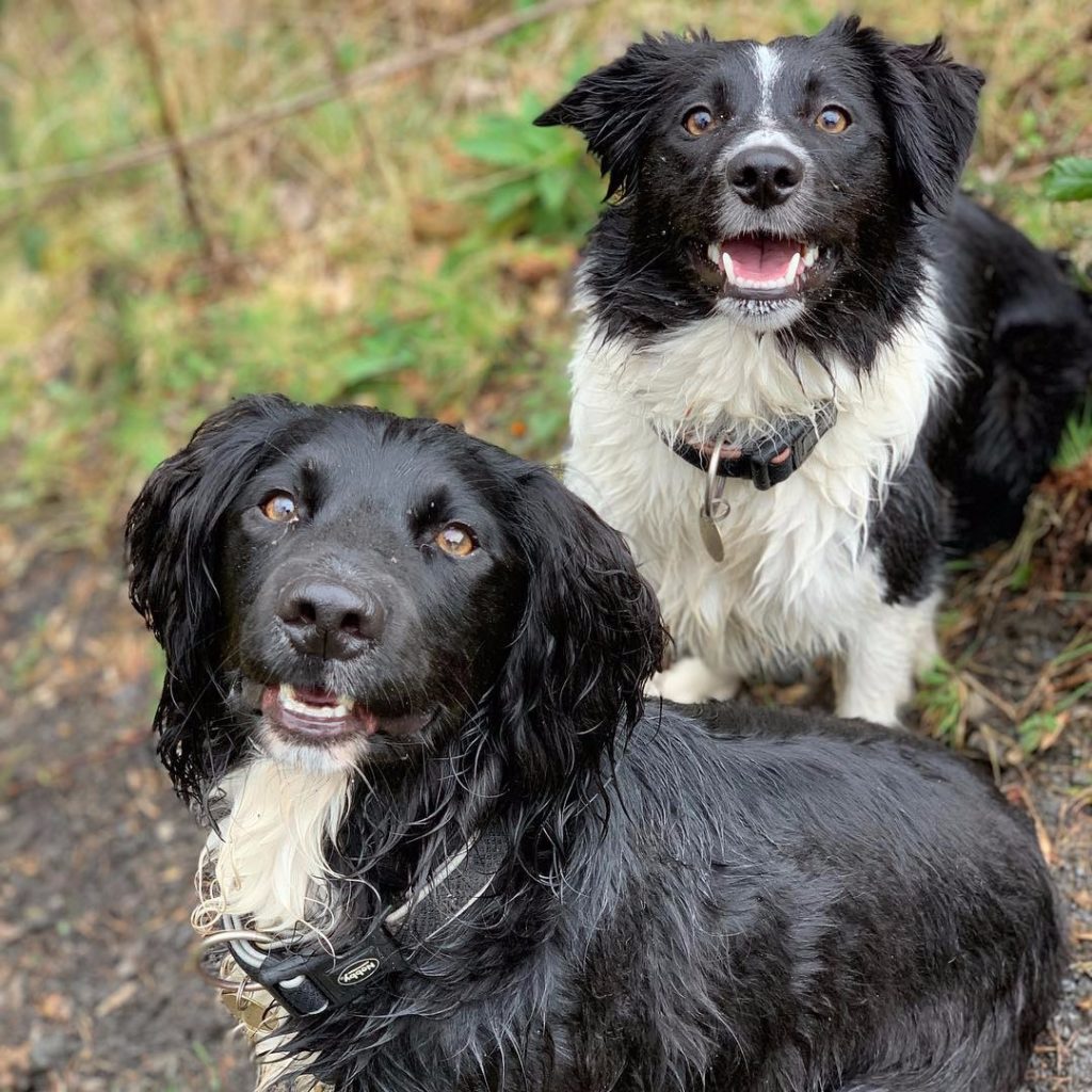 Katrina's dogs, Buddy and Kadi