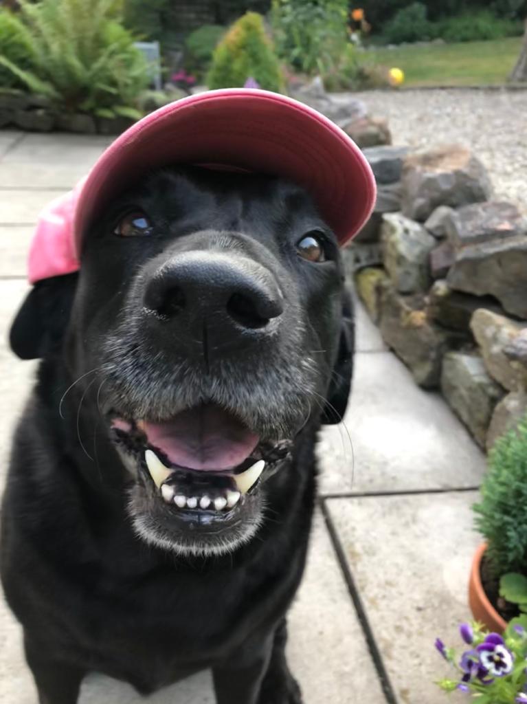 Ted-the-dog